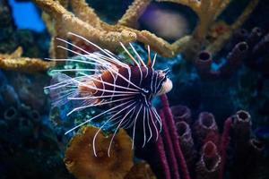 Beautiful Lionfish Swimming Alone in an Aquarium photo