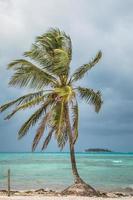 Palm Tree and San Andres Johnny Cay Island. photo