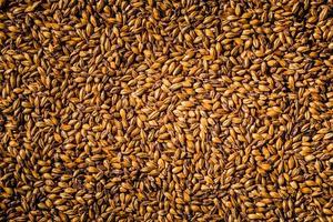 Beer Barley Malted Grains Macro Texture photo