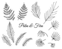 Vector set of tropical fern and palm leaves. Line drawing of jungle foliage. Hand drawn home tropic leaf clip art isolated on white background