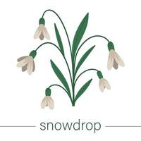 Vector flat snowdrop illustration. Cute spring flowers. First blooming plants. Floral clip art isolated on white background.