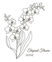 Vector illustration of tropical flower isolated on white background. Hand drawn orchid. Floral outline. Coloring page. Sketch style. Tropic design elements