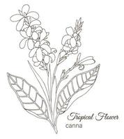 Vector illustration of tropical flower isolated on white background. Hand drawn canna. Floral outline. Coloring page. Sketch style. Tropic design elements.