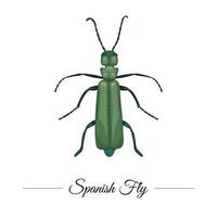 vector dibujado a mano de color verde tropical mosca española aislada sobre fondo blanco. Logotipo de temática tropical para diseño natural. Ilustración de insectos exóticos.