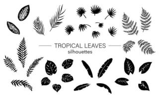 vector conjunto de siluetas de hojas de plantas tropicales. plantillas de follaje de la selva. palmera dibujada a mano, plátano, monstera, dieffenbachia, helecho, alocasia. hogar, trópico, hoja, clip art