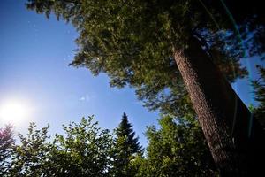 Night time and Full Moon in the forest under a Pine Tree photo