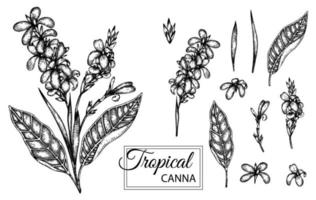 Vector illustration of tropical flower isolated on white background. Hand drawn canna. Floral graphic black and white illustration. Tropic design elements. Line shading style