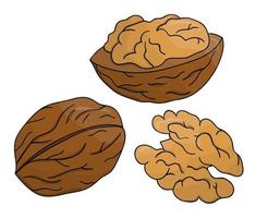 Vector colored walnut icon. Set of isolated monochrome nuts. Food line drawing illustration in cartoon or doodle style isolated on white background.