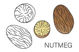 Vector black and white and colored nutmeg icon. Set of isolated nuts. Food illustration in cartoon or doodle style isolated on white background.