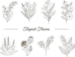 vector conjunto de flores tropicales aisladas sobre fondo blanco. plumeria dibujada a mano, canna, aloe, buganvillas, hibisco, protea, orquídea, strelitzia. contorno floral. página para colorear. estilo de dibujo