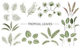 Vector set of tropical plant leaves. Jungle foliage collection. Hand drawn palm tree, banana, monstera, dieffenbachia, Terminalia, fern, alocasia, cordyline. Home tropic leaf clip art