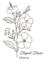 Vector illustration of tropical flower isolated on white background. Hand drawn hibiscus. Floral outline. Coloring page. Sketch style. Tropic design elements.