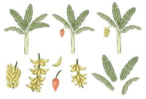 Vector de imágenes prediseñadas de árboles y frutas tropicales de plátano. Ilustración de follaje de la selva. planta exótica dibujada a mano aislada sobre fondo blanco. Ilustración realista brillante del proceso de cultivo de plátanos.