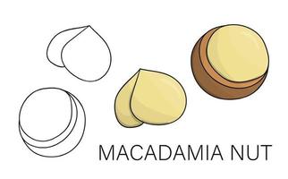 Vector icono de macadamia en blanco y negro y color. conjunto de frutos secos aislados. Ilustración de comida en dibujos animados o estilo doodle aislado sobre fondo blanco.