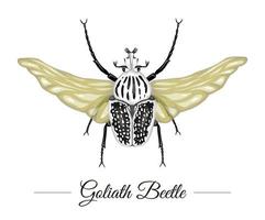 Vector hand drawn colored tropical goliath beetle with wings isolated on white background. Tropic themed logotype for natural design. Exotic insect illustration