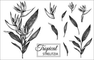 ilustración vectorial de flores tropicales aisladas sobre fondo blanco. strelitzia dibujada a mano. Ilustración gráfica floral en blanco y negro. elementos de diseño tropical. estilo de sombreado de línea vector