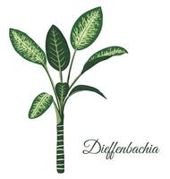 vector clip art tropical dieffenbachia. Ilustración de follaje de la selva. Planta exótica casera dibujada a mano aislada en el fondo blanco. ilustración realista brillante