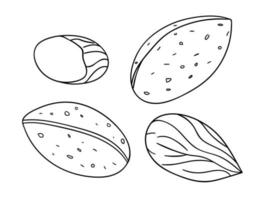 vector icono de almendra blanco y negro. conjunto de frutos secos monocromos aislados. Ilustración de dibujo de líneas de alimentos en estilo de dibujos animados o doodle aislado sobre fondo blanco.