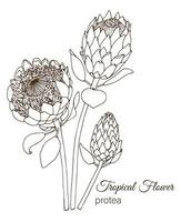 Vector illustration of tropical flower isolated on white background. Hand drawn protea. Floral outline. Coloring page. Sketch style. Tropic design elements