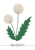 Vector flat dandelion illustration. Cute spring flowers. First blooming plants. Floral clip art isolated on white background.