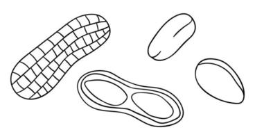 vector icono de maní blanco y negro. conjunto de frutos secos monocromos aislados. Ilustración de dibujo de líneas de alimentos en estilo de dibujos animados o doodle aislado sobre fondo blanco.