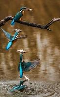 Composite photo details the position of the kingfisher when hunting underwater on a tree branch
