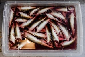 Plastic Tray full Tomcod in Bloody water. photo