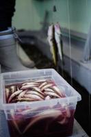 Plastic Tray full Tomcod in Bloody water. photo