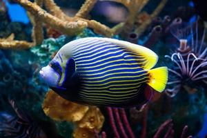 Imperial Anglefish Closeup in Saltwater Aquarium photo