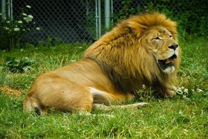 Adult lion in zoo photo