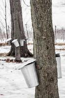 Forest of Maple Sap buckets on trees photo