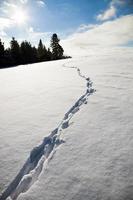 Coyote Tracks in the snow photo