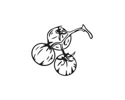Cherry tomatoes drawn with a black outline, icon vector