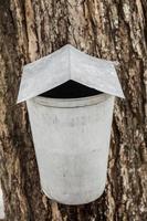 Maple Sap buckets on trees in spring photo