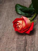 Red rose on a wooden table photo