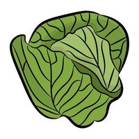 Trendy Cabbage Concepts vector