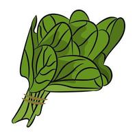 Trendy Spinach Concepts vector