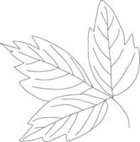 botanical floristic sketch contour branches with leaves. Vector isolated minimalistic branch on a background