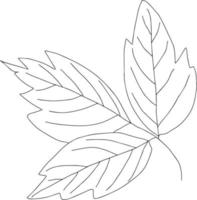 botanical floristic sketch contour branches with leaves. Vector isolated minimalistic branch on a background