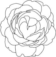 roses open bud  black and white isolated vector hand illustration