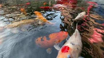 Le carpe koi giapponesi nuotano nello stagno. video