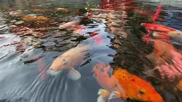 coloridos de peixes japoneses de carpa koi estão nadando na água. video