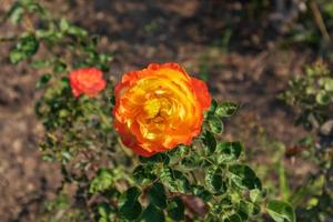 orange flower in the garden photo