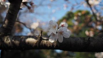 flores de cerezo blancas. árboles de sakura en plena floración en meguro ward tokio japón foto