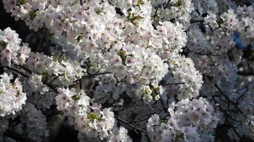 White Cherry blossoms. Sakura trees full bloom in Meguro Ward Tokyo Japan