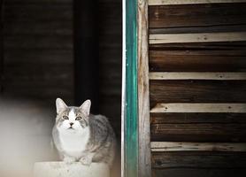 gato cuidando la casa de campo foto