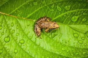 Miniature from sitting on a Wet Leaf photo