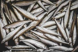 Raw and Uncooked Many Fresh Smelts Fishes photo