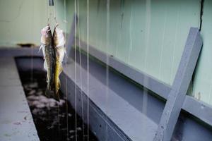 Two Tomcod Hooked on a Fishing Line inside Cabin photo