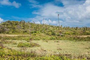 Campo de pasto sucio con palmeras en San Andrés foto